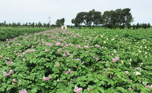 馬鈴薯基地